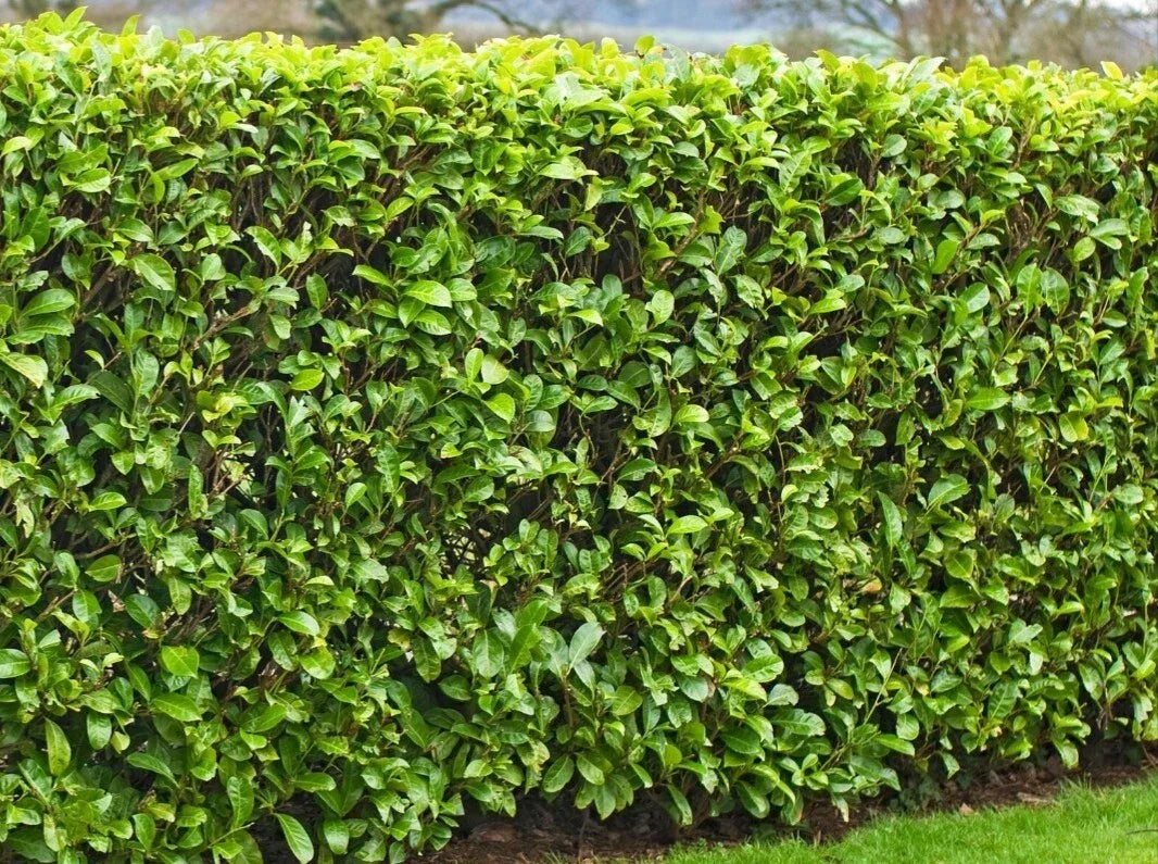 Cherry Laurel Cuttings 6-8" | Fresh Rooting Shrubs for Hedges & Privacy | Prunus laurocerasus