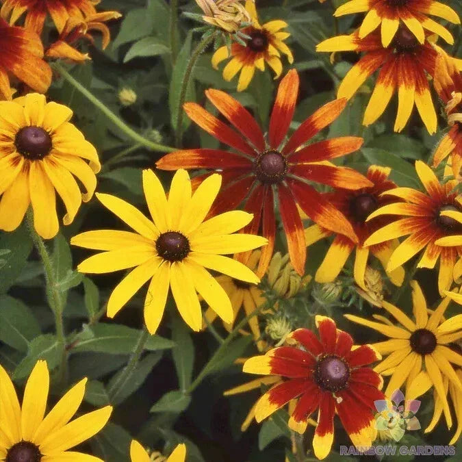 Gloriosa Mix Rudbeckia Seeds - 200+ Pack for Garden Planting - Black-Eyed Susans - Rudbeckia hirta - Wildflowers for Pollinators