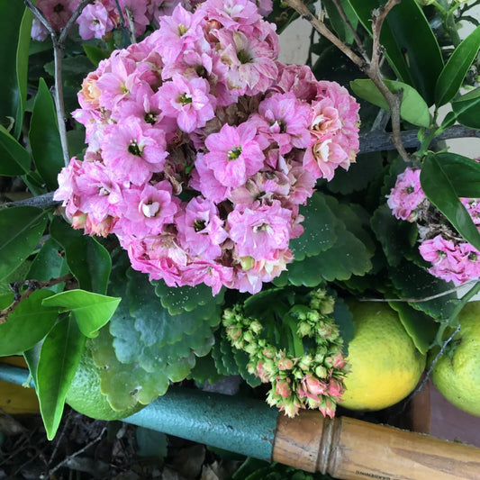 Kalanchoe Double Bloom Succulent Cuttings - Rooting Size in Pink, Yellow, White - Kalanchoe blossfeldiana