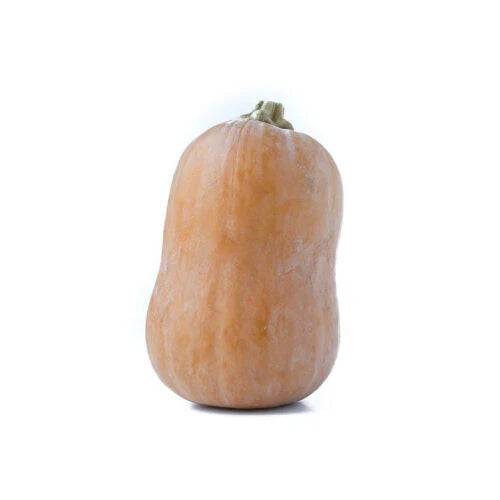 Honeynut Squash Seeds - 25+ Pack, Cucurbita moschata, Non-GMO, Open-Pollinated, for Home Garden, Container Planting