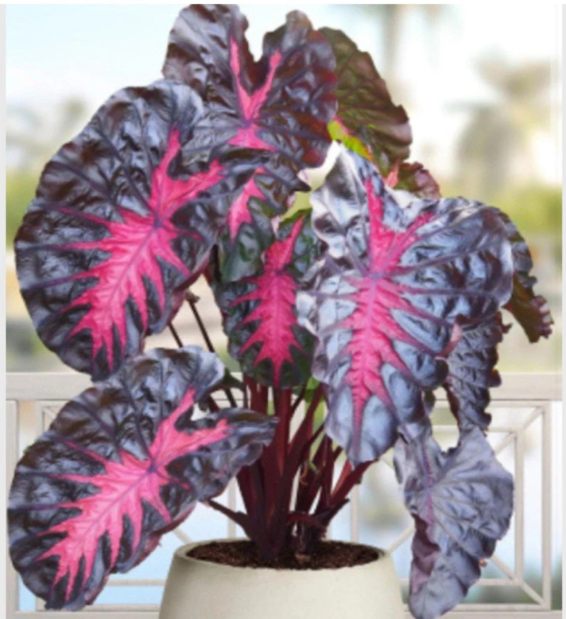 Colocasia esculenta Elephant Ear Plant - Small Rooted Starter - Tropical Indoor Houseplant - Lush Green Foliage