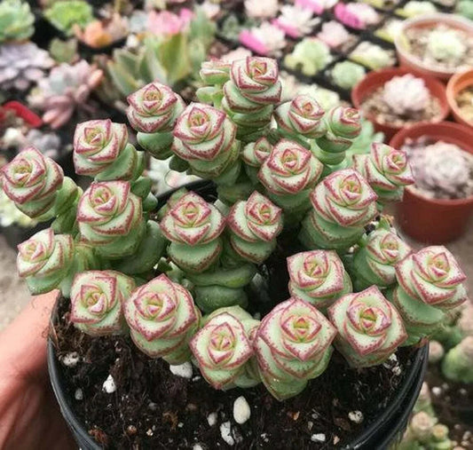 Live Succulent Plant 2" Crassula perfoliata var. falcata Jade Necklace Rare Trailing Succulent