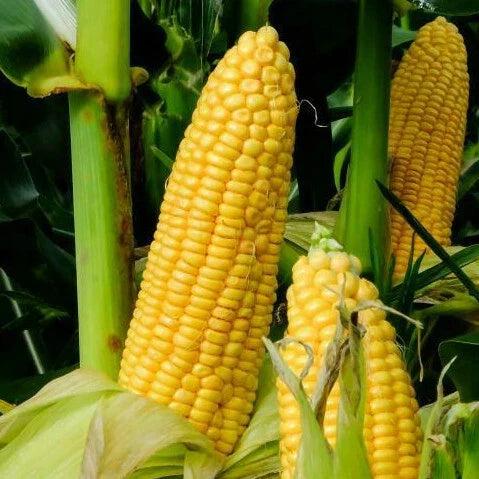 Honey Select Triple Sweet Corn Seeds - 1 lb Bulk Untreated Yellow Zea mays, Non-GMO, High Sugar Content, Sweet Corn for Home Gardening