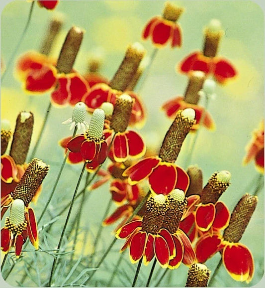 Mexican Hat Flower Seeds - Perennial Wildflower, Drought & Heat Tolerant, Ratibida columnifera, Native Pollinator Attracting Seeds