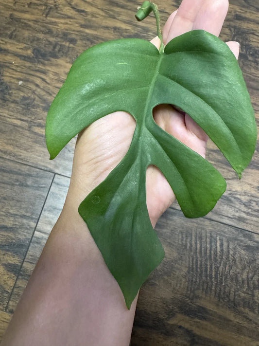 Monstera Minima Cutting – Rare Houseplant – Variegated Monstera Adansonii – Tropical Indoor Plant for Home Decor