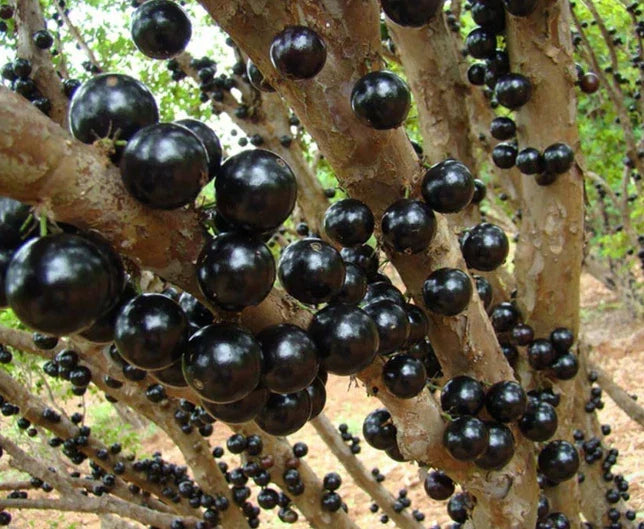 Black Jaboticaba Live Plant - 1 Foot Tall, Well-Rooted Plinia cauliflora Tropical Fruit Tree
