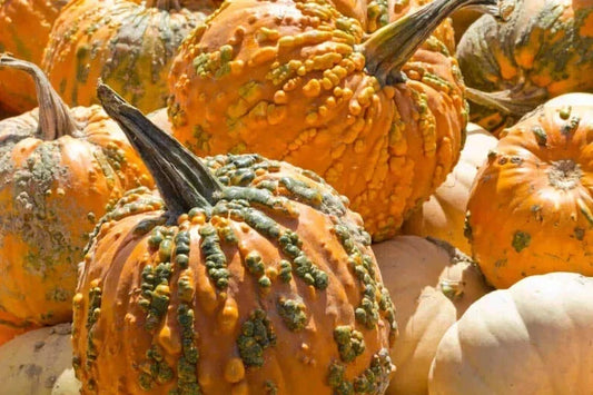 Organic Knucklhead Pumpkin Seeds - 10 Pack, Cucurbita pepo, Unique Knobby Texture, Fall Decorations & Culinary, USA Grown