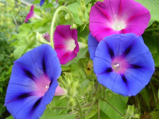Mixed Colors Morning Glory Seeds - Ipomoea purpurea Climbing Vine Pack of Seeds for Vibrant Gardens
