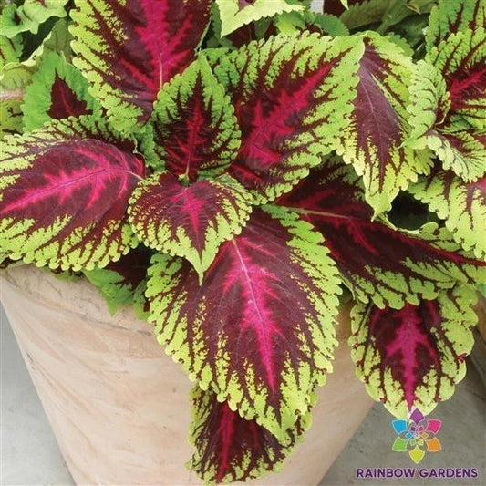 Kong Rose Coleus Seeds - 25+ Pack, Colorful Foliage, Easy to Grow, Coleus blumei, Garden & Indoor Planting, USA Seller