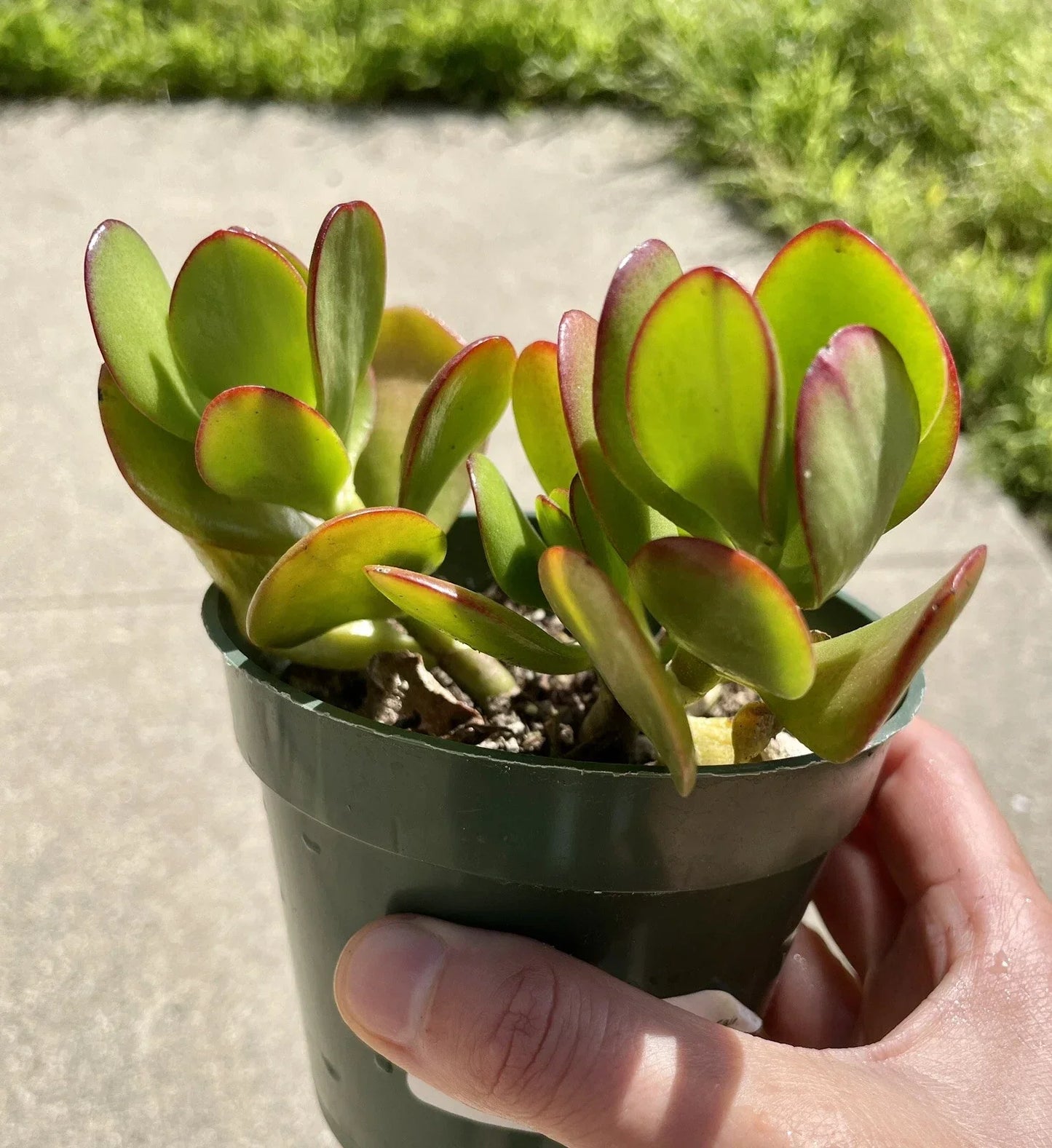 Live Succulent Plant - Jade Crosby Cutting, 3.5" Pot, Crassula ovata, Easy Care, Indoor or Outdoor Plant