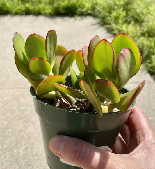 Live Succulent Plant - Jade Crosby Cutting, 3.5" Pot, Crassula ovata, Easy Care, Indoor or Outdoor Plant
