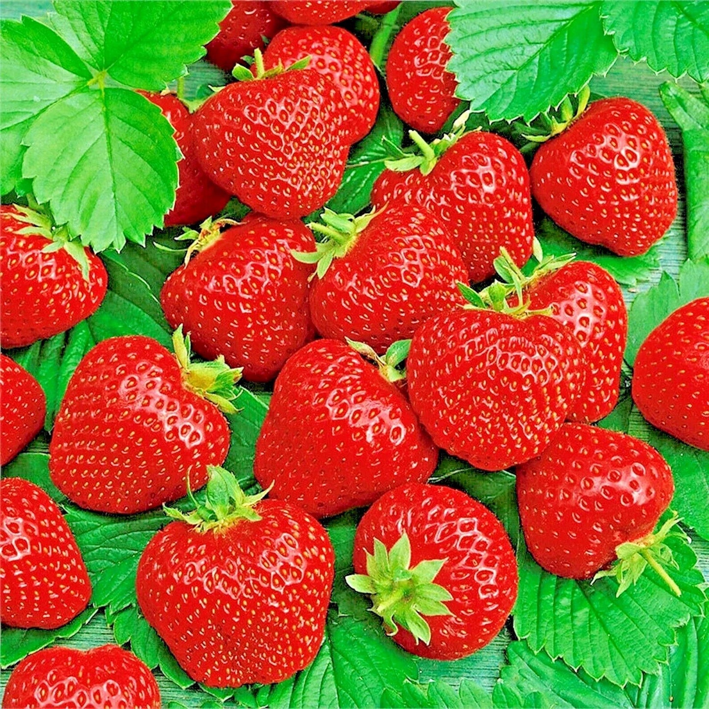 Ali Baba Strawberry Seeds - 50 Non-GMO Heirloom Fragaria × ananassa Seed Packet for Spring Planting