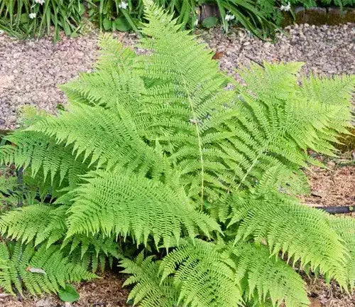 Lady Fern Bare-Root Plant Athyrium Felix-Femina Hardy Perennial Shade Garden Fern