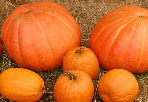 Mixed Pumpkin Seeds Pack of 50 Cucurbita pepo Heirloom Varieties for Gardening and Cooking