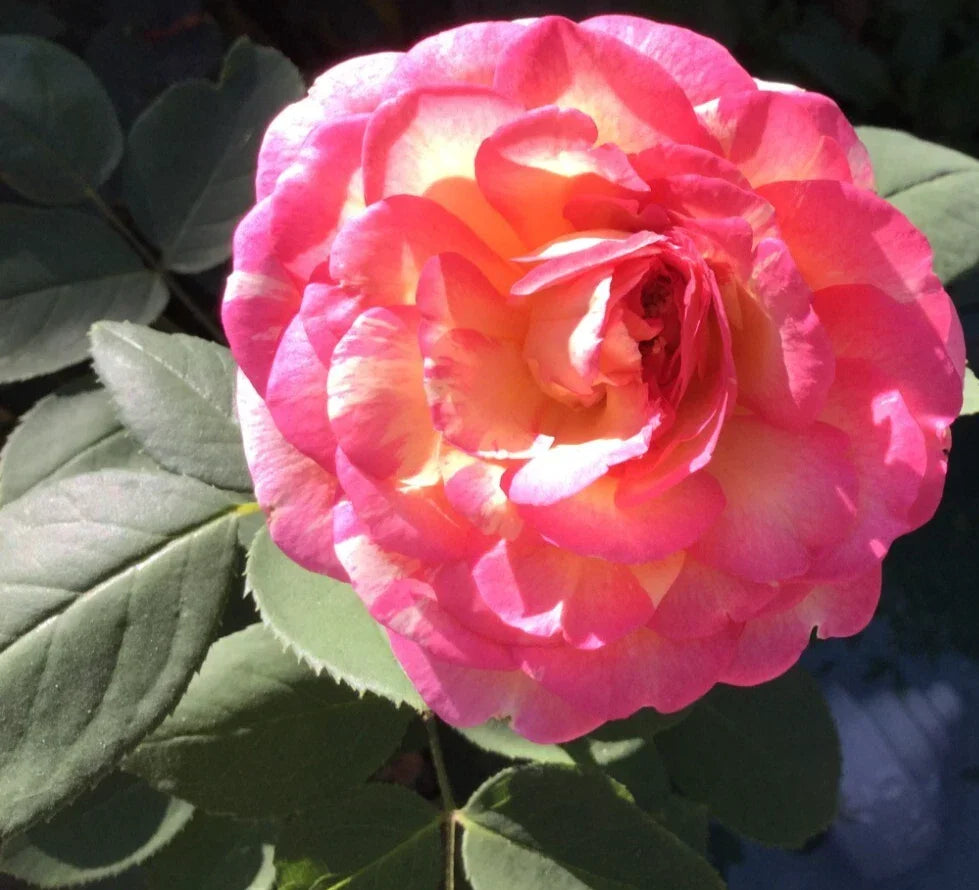 Large Double Delight Rose Cuttings - 3 Stems for Rooting - Fragrant Bi-Colored Blooms | Rosa 'Double Delight'