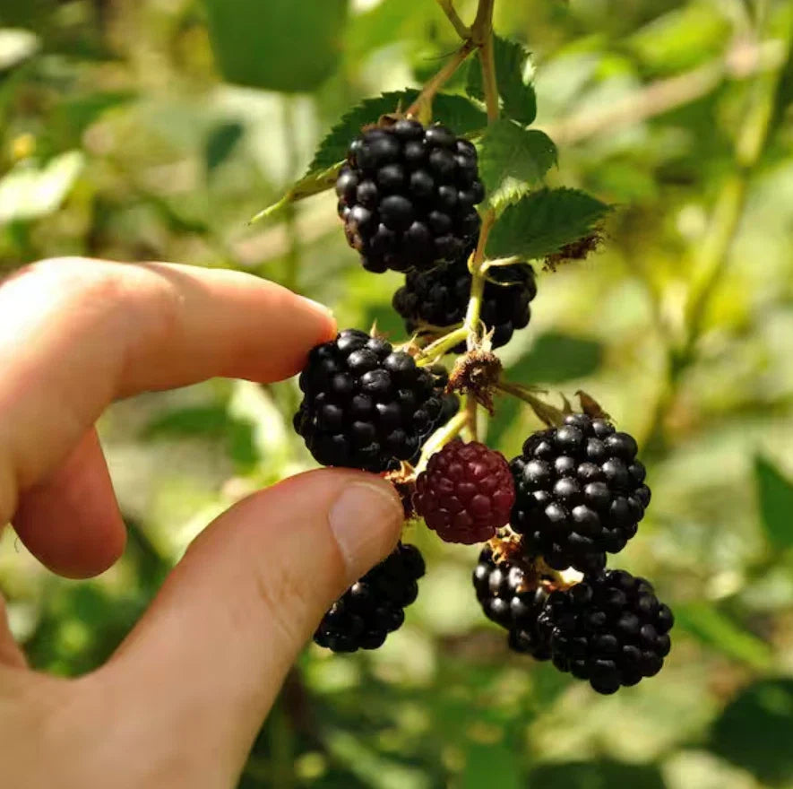 Set of 2 Live Ouachita Blackberry Plants – Soil-Wrapped Roots – Rubus fruticosus – High-Yielding, Thornless, Erect Blackberry Bushes