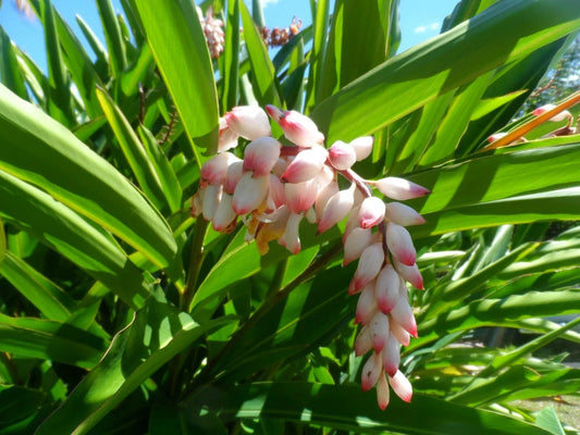 Live Shell Ginger Plant Rhizome - Alpinia zerumbet - Exotic Porcelain Lily with Unique Flowers for Garden or Indoor Decor