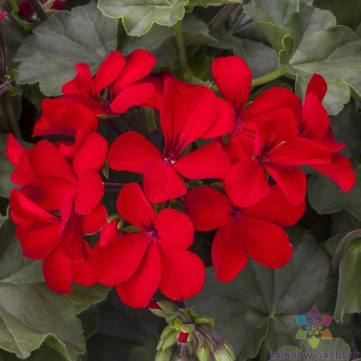 Caliente Deep Red Geranium Seeds - 25+ Pack - Pelargonium x hortorum - Non-GMO Garden Seeds for Vibrant Blooms