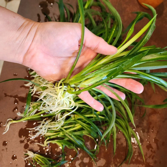 Mini Spider Plants 10 Pack Root-Ready Indoor Air Purifiers Chlorophytum comosum