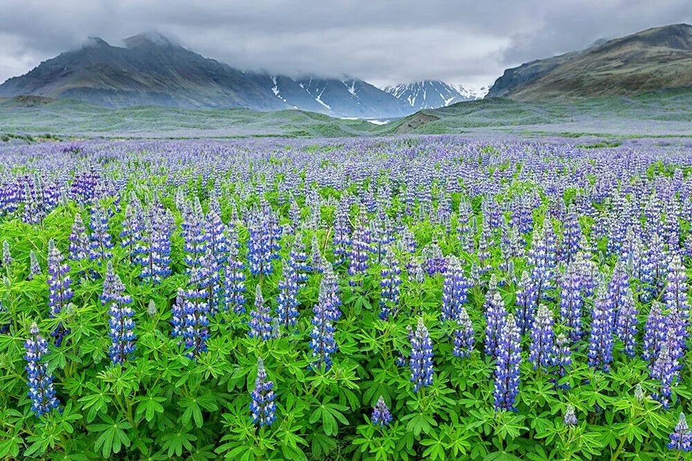 European Lupine Seeds - Perennial Wildflower for Garden, Pollinators, Cut Flowers | Lupinus polyphyllus, Blue, Purple, White