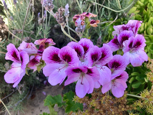 Lavender Purple Pelargonium Fancy Regal Geranium Live Plant Cutting - Pelargonium x hortorum