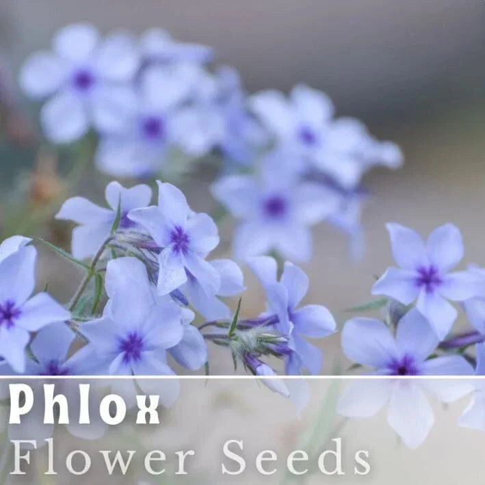 Phlox Seeds 125 Count - Blue Flame Annual Flower Seeds - Phlox paniculata - Vibrant Blue Blooms for Garden Beds, Borders & Containers