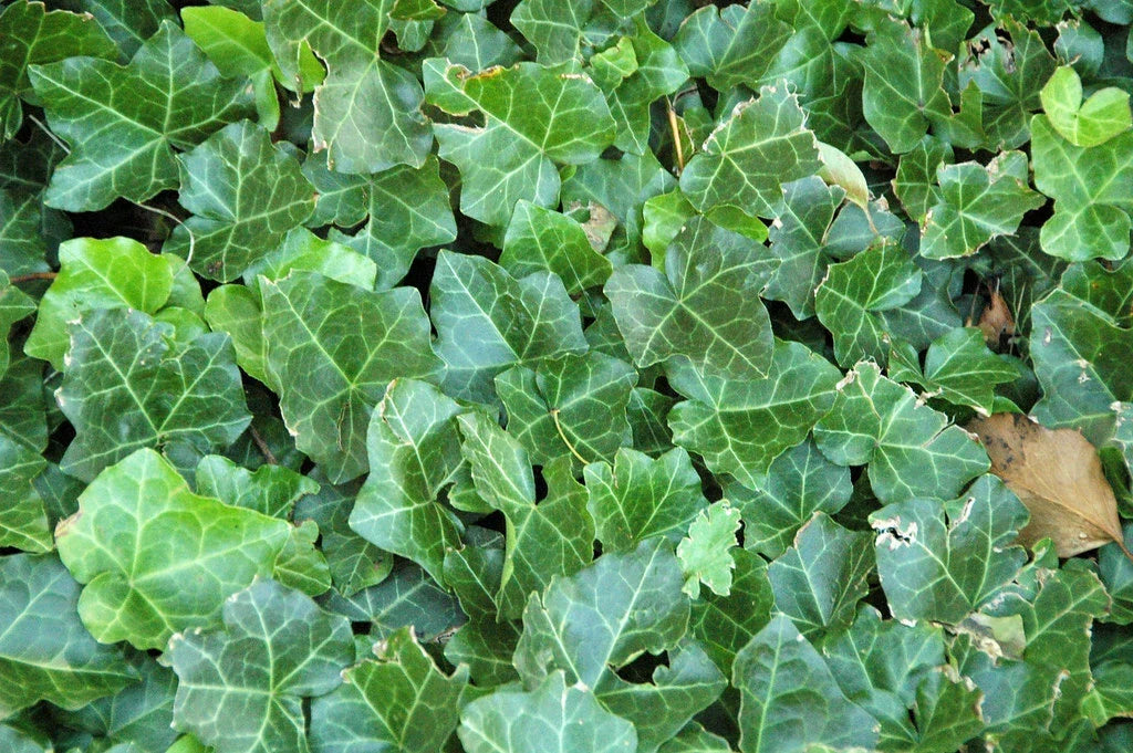 English Ivy Seeds - 10 Pack Hedera helix Climbing & Trailing Indoor/Outdoor Plant for Garden & Home Decor