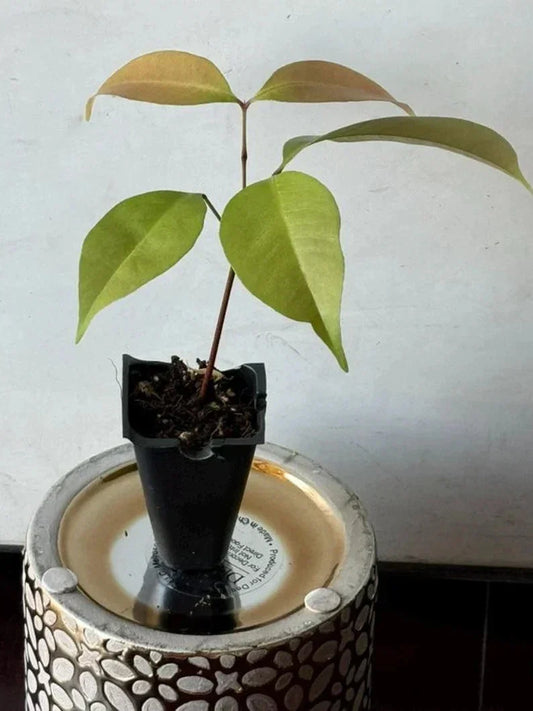 Live Emperor Lychee Plant - Tropical Fruit Tree - Fast Shipping - Nephelium lappaceum