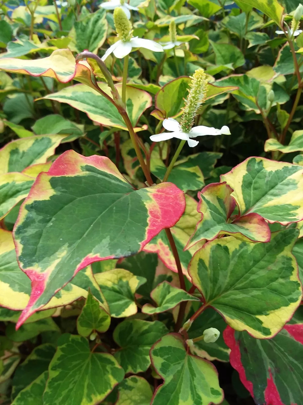 Bare Root Fast Growing Perennials Set - Houttuynia "Chameleon", Gooseneck, Yellow Loosestrife - Houttuynia cordata, Lythrum salicaria