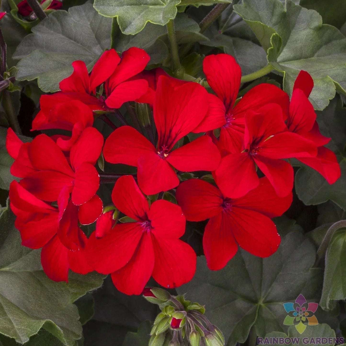 Caliente Deep Red Geranium Seeds - 25+ Pelargonium x hortorum for Garden & Container Planting, Vibrant Blooms