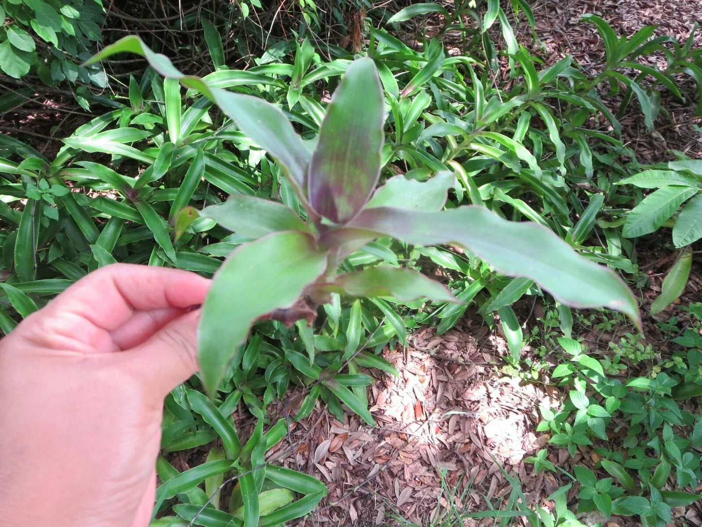 Callisia fragrans Cuttings – 5 Healthy Propagation Plants – Medicinal Basket Plant – Attractive Foliage for Indoor Garden