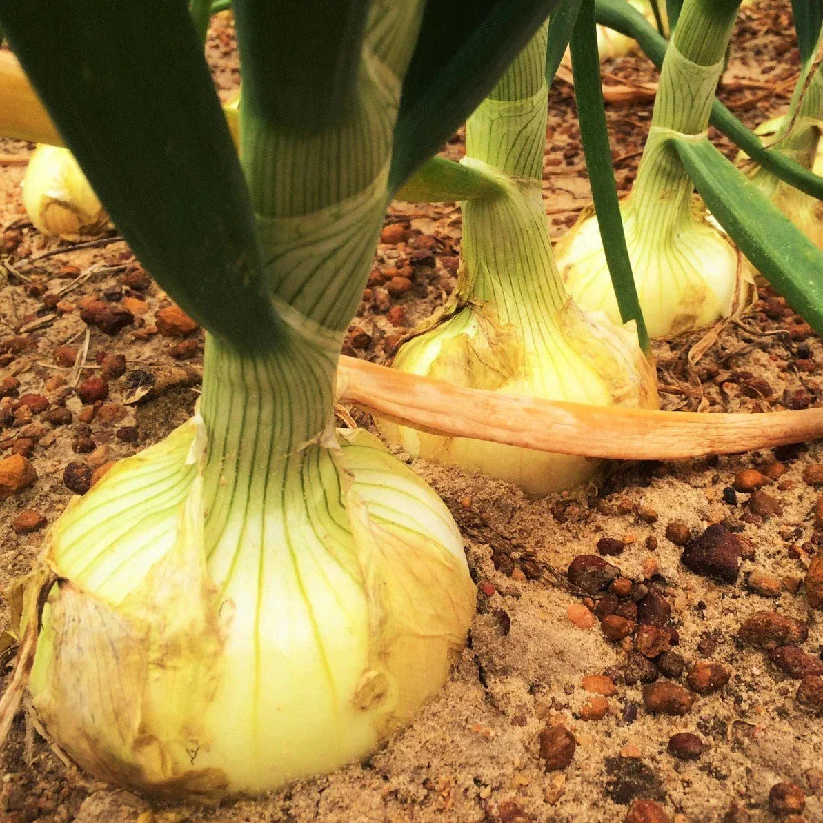 Vidalia Onion Seeds - Yellow Granex Variety - Noonday Sweet - Allium cepa - Home Garden Planting Packet