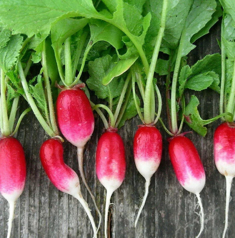 French Breakfast Radish Seeds | Heirloom Raphanus sativus | Red Pink White Long Radishes | Fast-Growing, Non-GMO Seed Packet