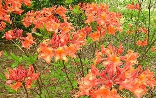Aromi Azalea Starter Plant - Mauvila Gold - Deciduous Rhododendron - Small 6-12 inch shrub for garden, border, container