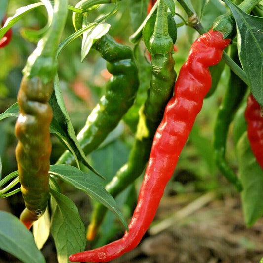 Organic Cayenne Pepper Seeds - Hot Red Capsicum annuum for Summer Garden & Container Growing