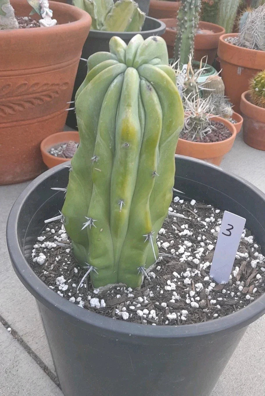 Crested Cactus Bare Root Succulent 8-9" Myrtillocactus Geometrizans Unique Sculptural Plant