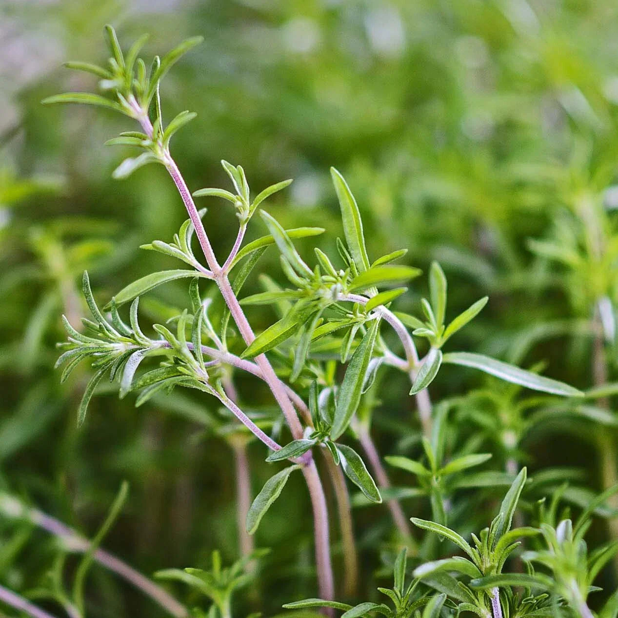 Summer Savory Herb Seeds - Heirloom Satureja hortensis, Aromatic Green Annual, Bulk Pack of 200-64,000 Seeds