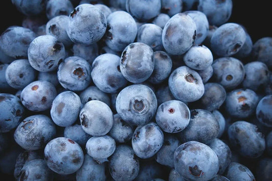Highbush Blueberry Seeds Pack of 60 Vaccinium corymbosum Organic Perennial Bush for Home Garden, Patio, or Containers