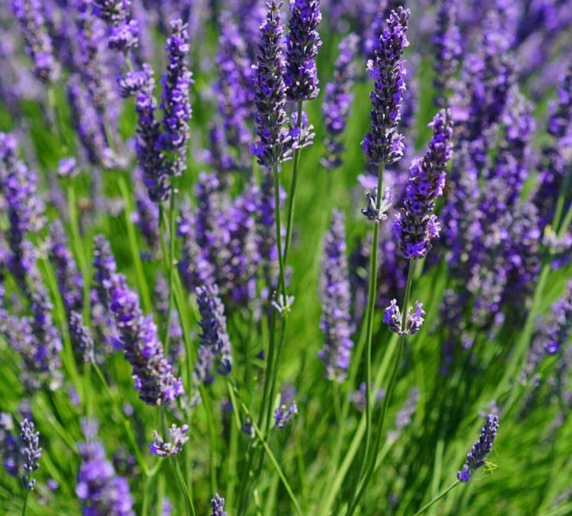 200+ Lavender Vera Seeds - Lavandula angustifolia Fragrant Herb for Gardens & Aromatherapy