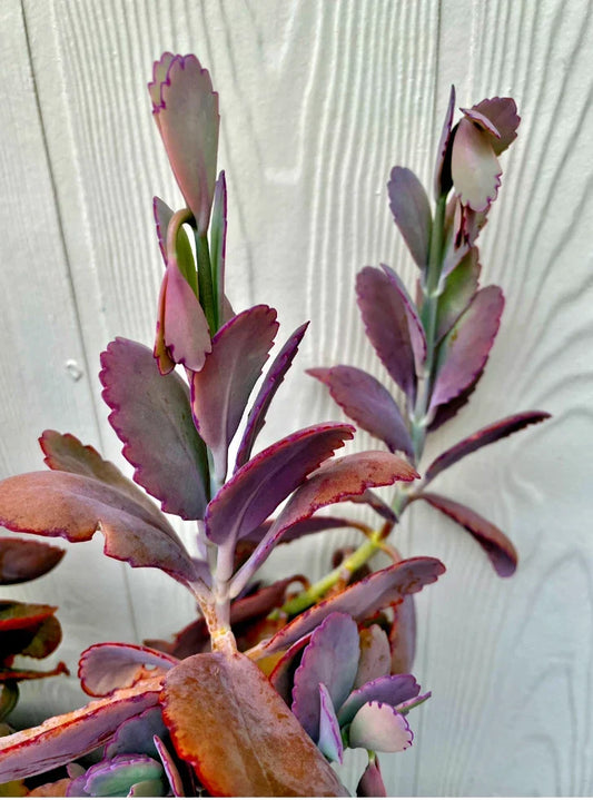 Kalanchoe Fedtschenkoi Cutting - Lavender Scalloped Succulent - Live Plant for Home Decor & Gardening