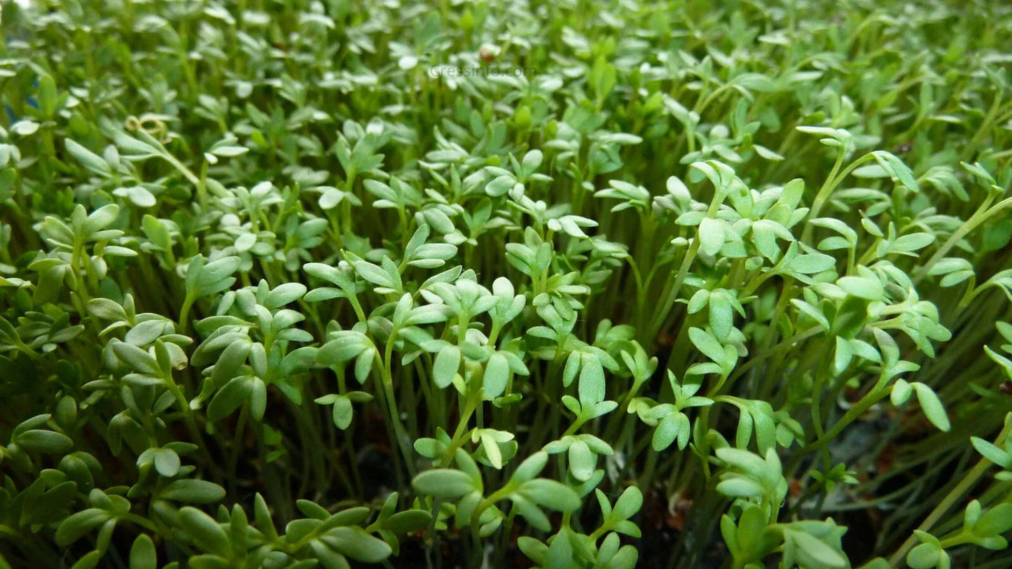 Curly Garden Cress Seeds Pack | Organic Lepidium sativum Herb for Indoor Outdoor Gardening | 200-6400 Seeds