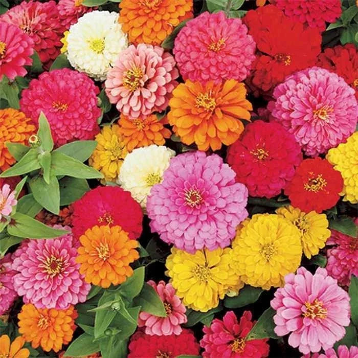 Zinnia elegans Seeds - Pumila Mix Heirloom Flower Seeds for Garden, Cut Flowers & Borders - Bulk Pack