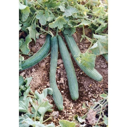 Italian Cucumber Seeds - Pack of 50, Non-GMO, Treated, Cucumis sativus, High Yield, Vining, for Home Gardening