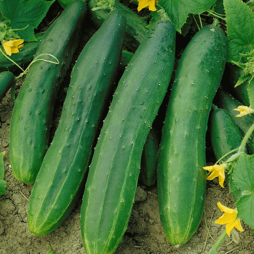 Straight Eight Cucumber Seeds | Heirloom, AAS Winner, Slicing Variety, Cucumis sativus, 30 Seeds