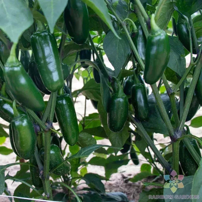 Capitan F1 Hot Pepper Seeds – 25+ Pack, Capsicum annuum, Spicy Garden Planting for Salsas & Sauces, Non-GMO, USA
