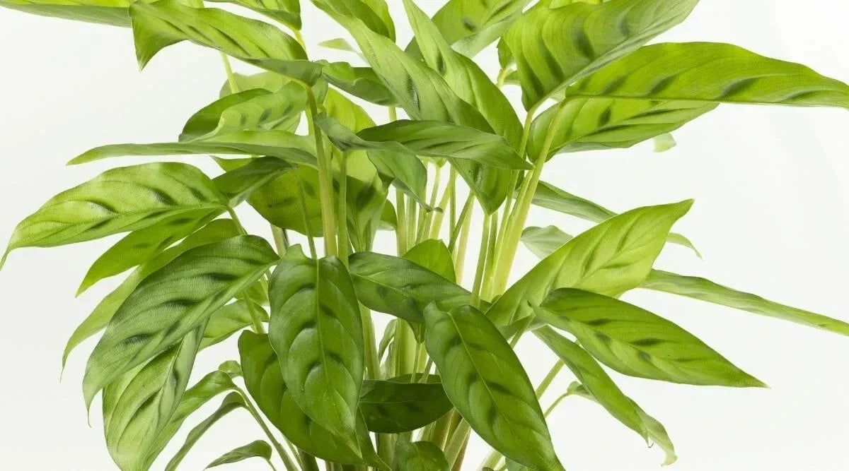 Calathea Bachemiana Seeds – 25+ Pack for Indoor & Outdoor Gardening – Vibrant Foliage – Calathea bachemiana Seed Pack