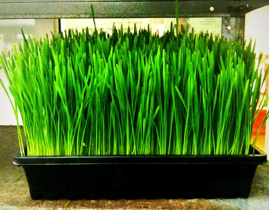 Organic Wheatgrass Seeds 1 lb for Cat Grass, Triticum aestivum, Non-GMO, Indoor/Outdoor, Fast Germination