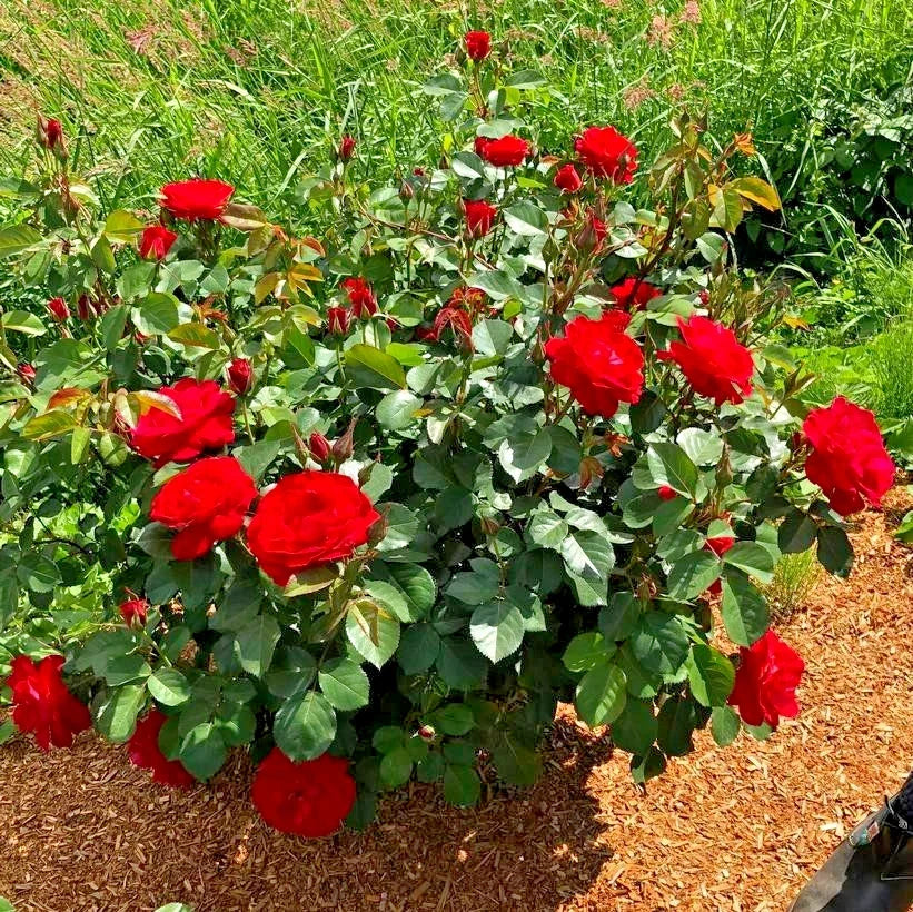 Rose Cinnamon Heart Starter Set - 4 Rooted Cuttings, Romantic Garden Plants, Fragrant Rosa 'Cinnamon Heart' for Borders & Pots