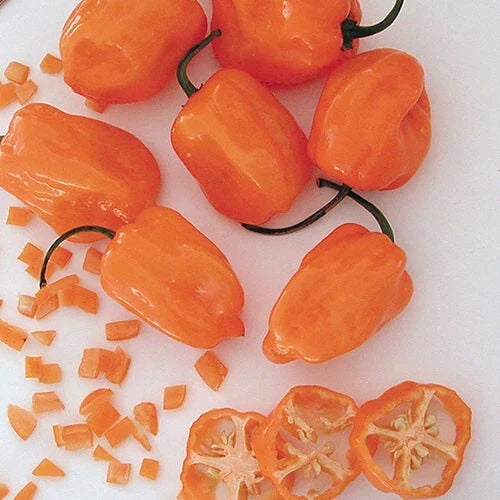 Orange Habanero Pepper Seeds – Heirloom Non-GMO Capsicum chinense, Spicy Chili Seeds for Container Gardening and Fresh Dishes