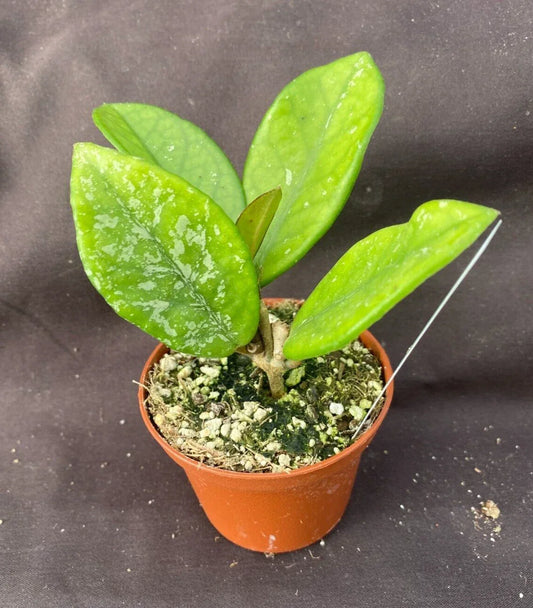 Hoya Plant 2.5-Inch Pot Hoya carnosa 'Wilbur Graves' Rooted Houseplant, Variegated Foliage, Fragrant Flowers
